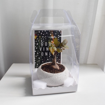 Gift Set - Phyllanthus Mirabilis (in Mica D2 with saucer)