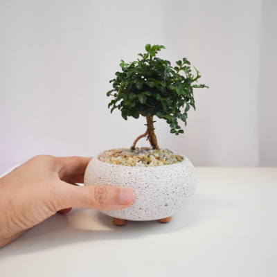 Bonsai - Ficus Annulata Green Bush in Mica
