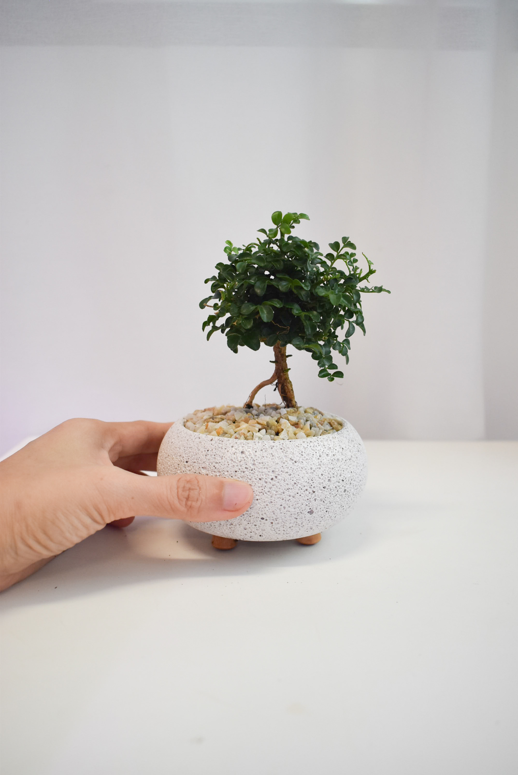 Bonsai - Ficus Annulata Green Bush in Mica
