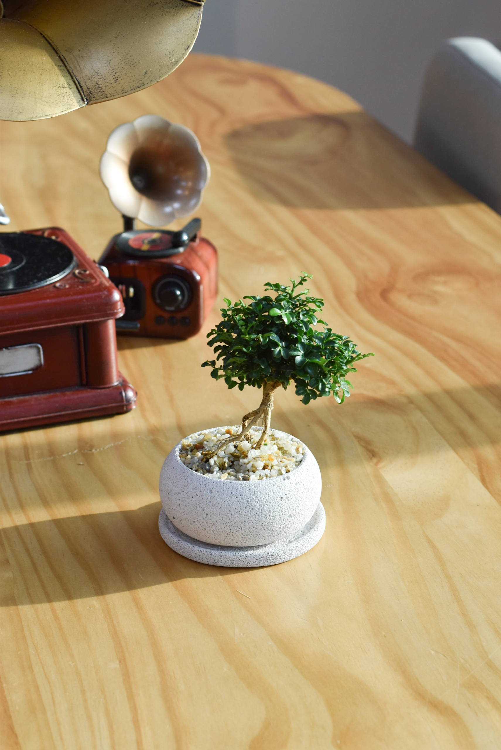 Bonsai - Ficus Annulata Green Bush in Mica - Image 4