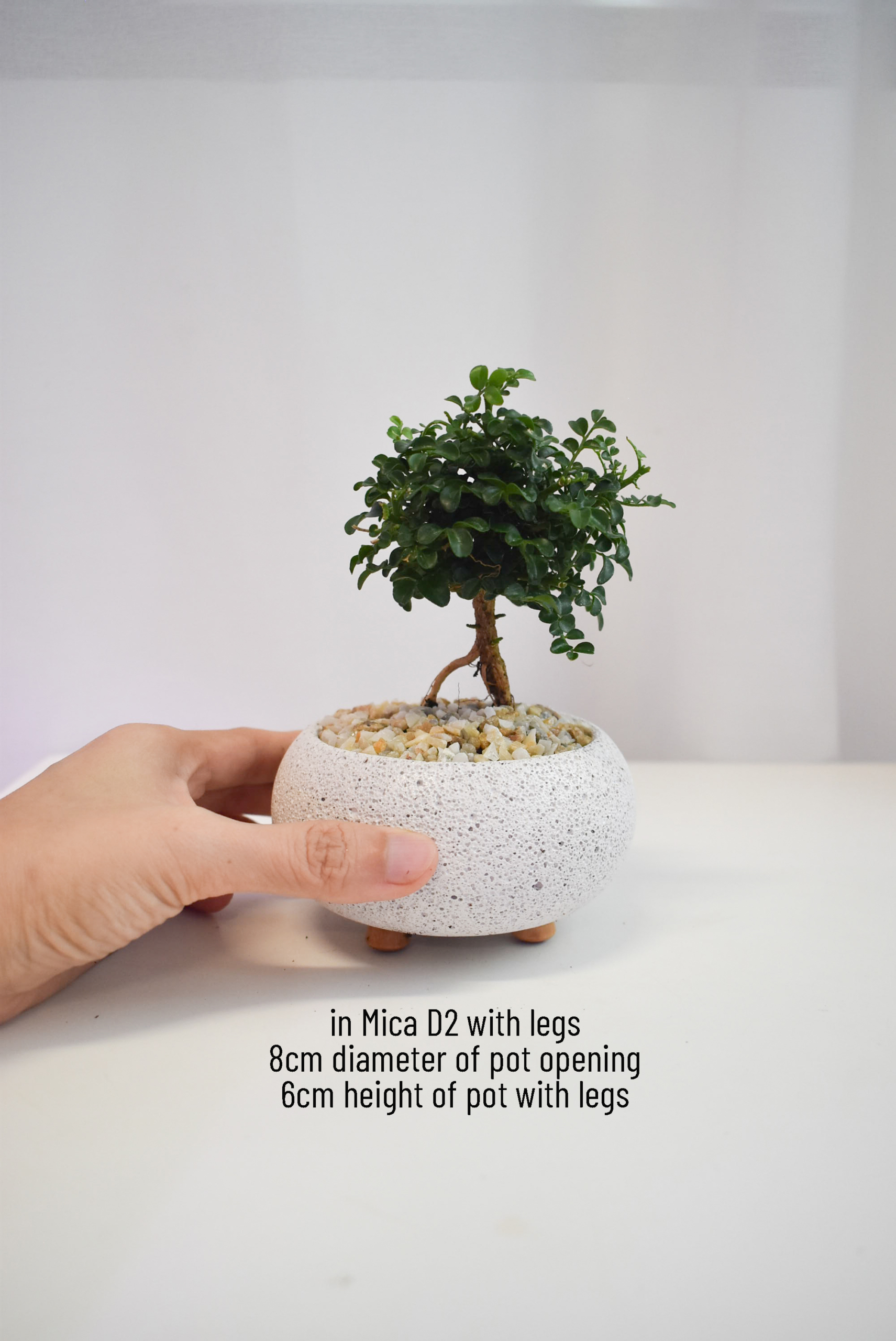 Bonsai - Ficus Annulata Green Bush in Mica - Image 2