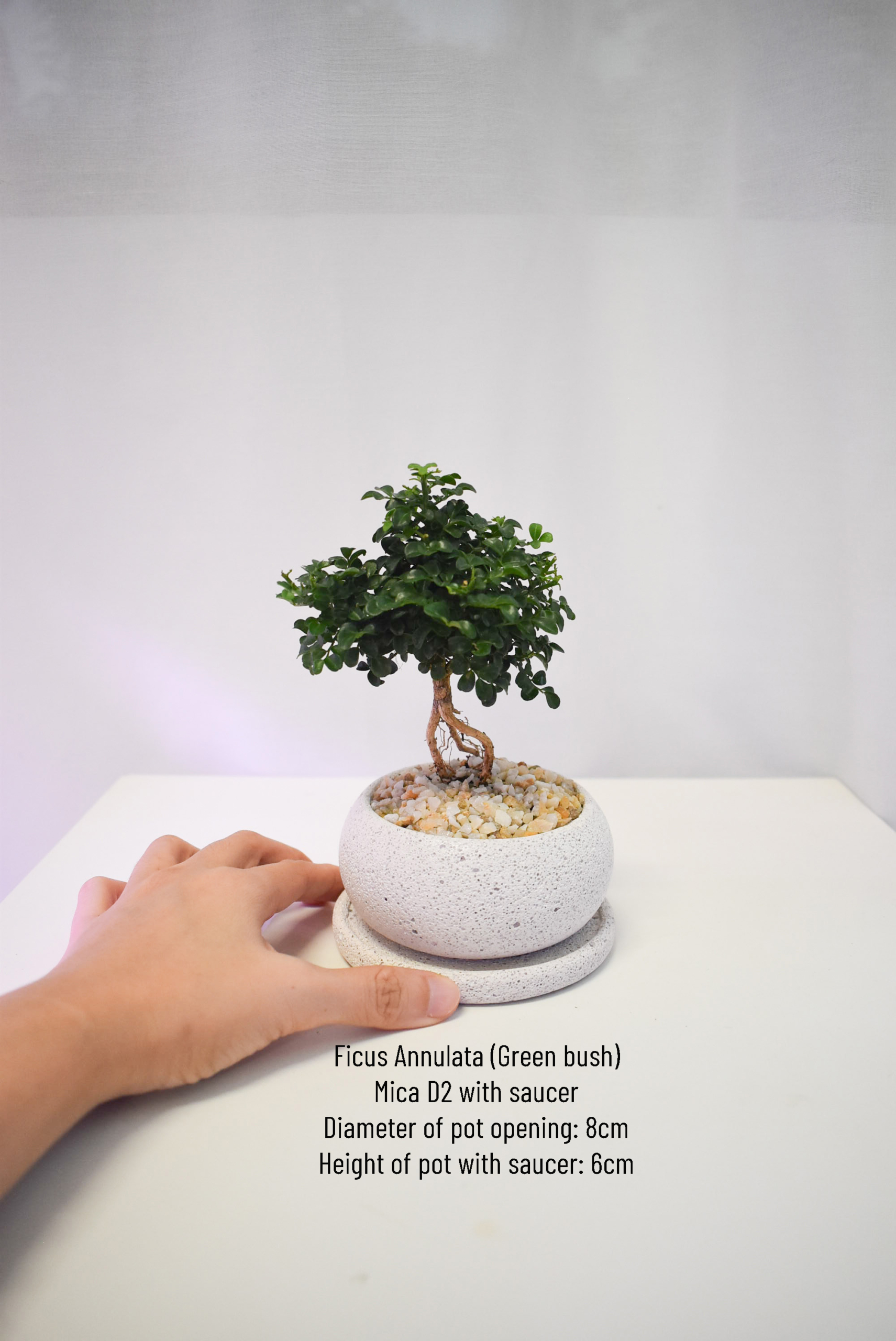 Bonsai - Ficus Annulata Green Bush in Mica - Image 3