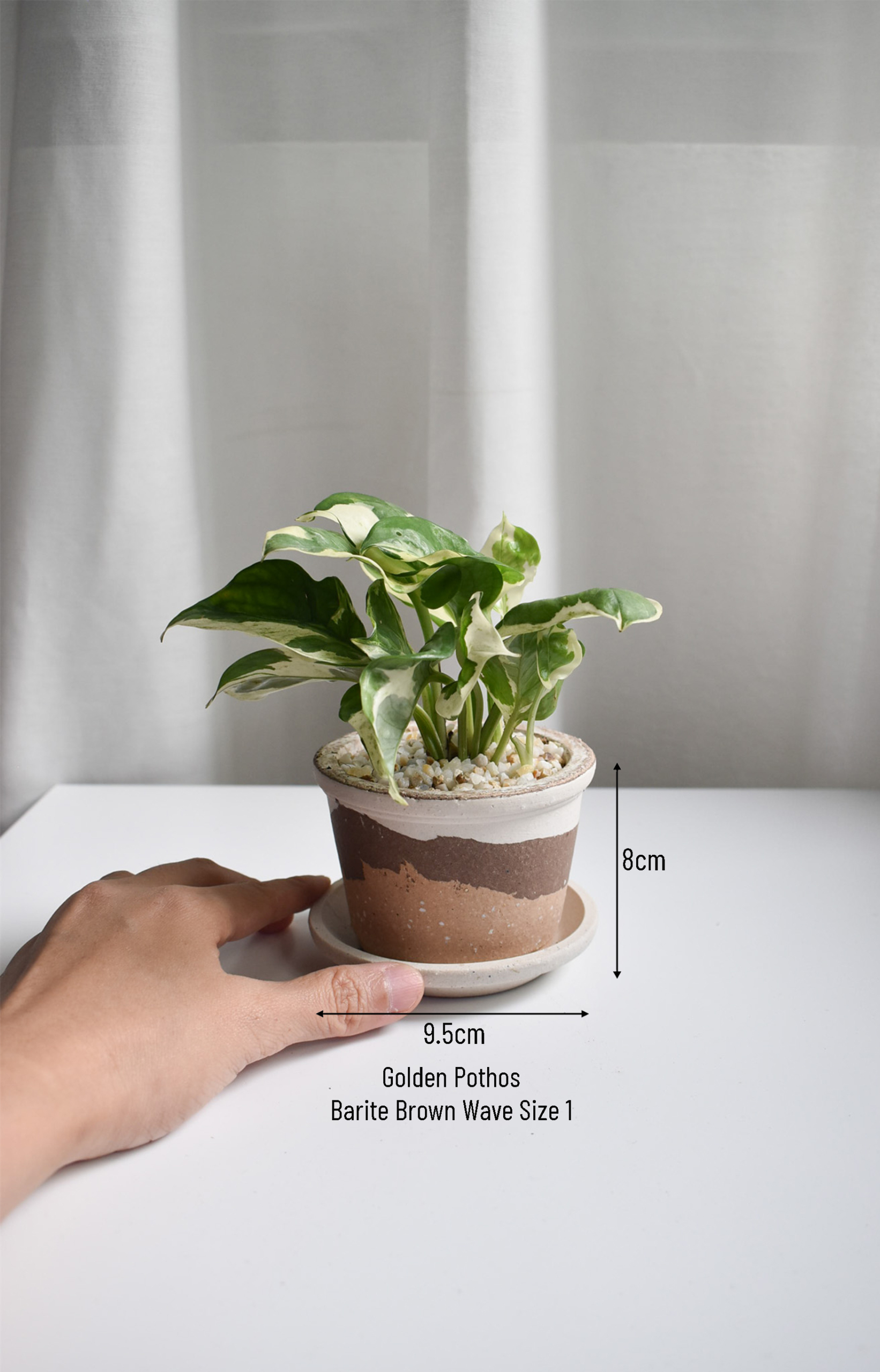 Golden Pothos in Barite - Image 3