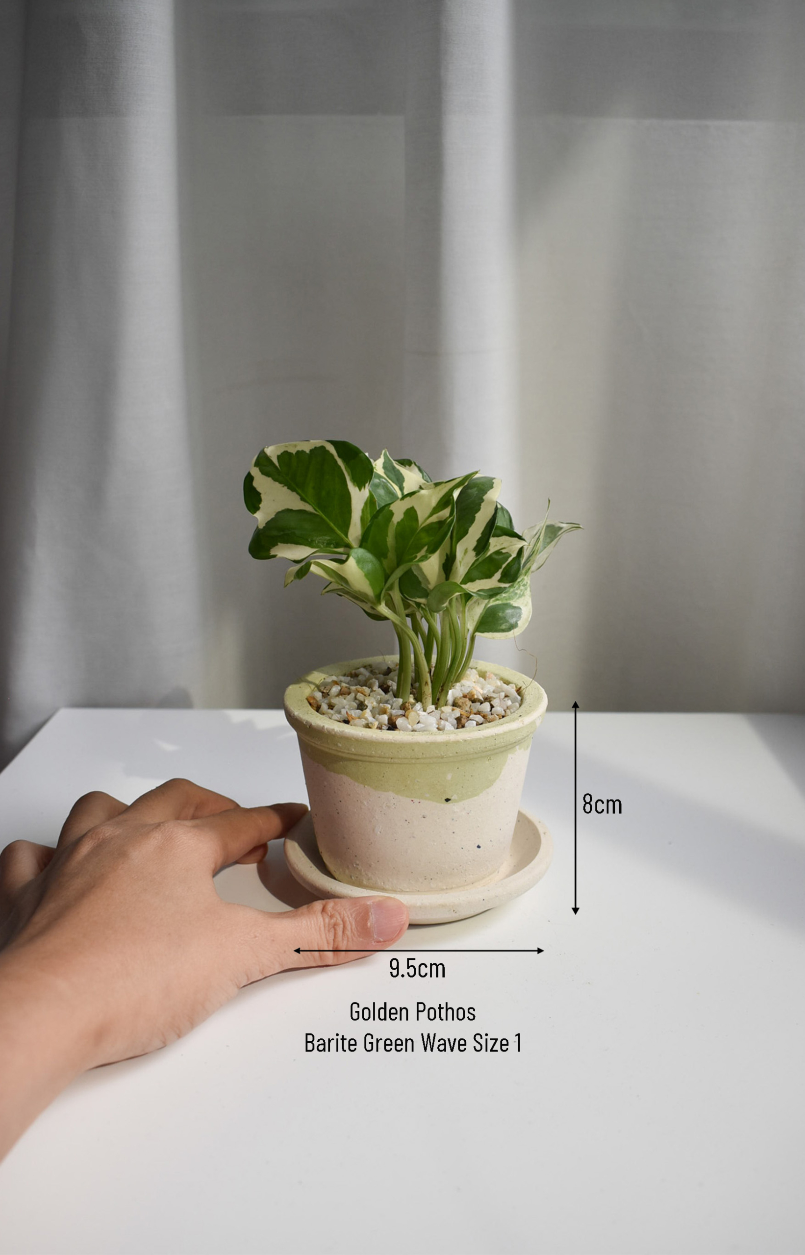 Golden Pothos in Barite - Image 2