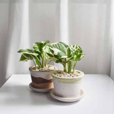 Golden Pothos in Barite