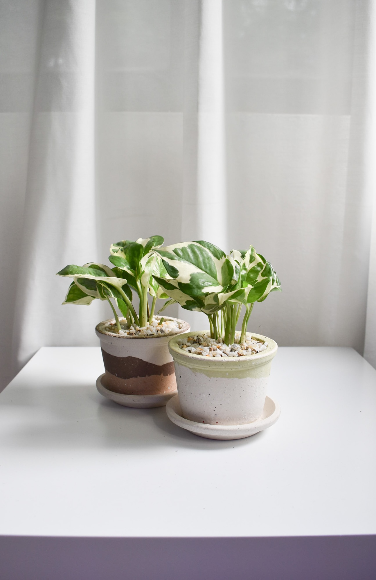 Golden Pothos in Barite