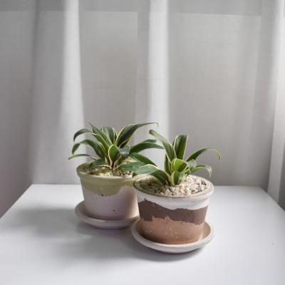 Spider plant in Barite