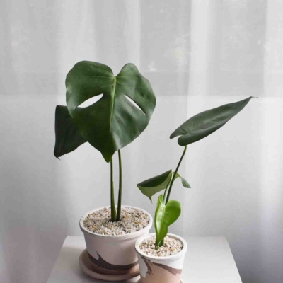 Monstera Deliciosa in Barite
