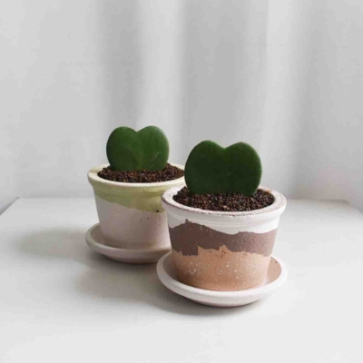 Hoya Kerrii in Barite