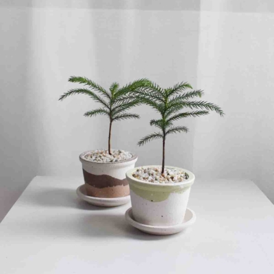 Norfolk Island Pine in Barite