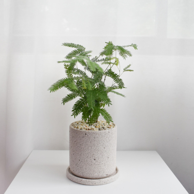 Everfresh Multistem in Mica