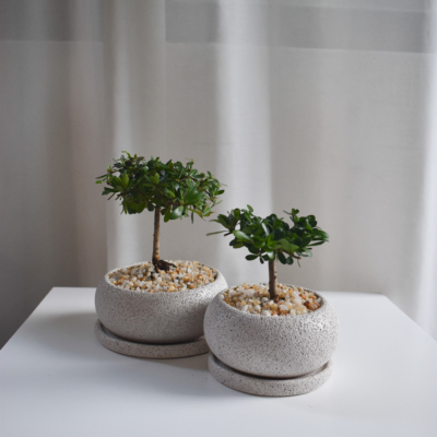 Terminalia ivorensis in Mica