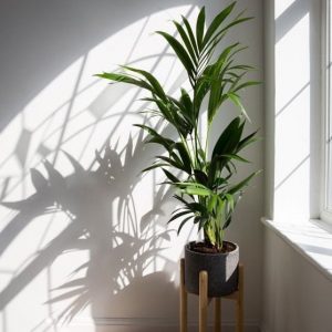 indirect sun filtered by windows
